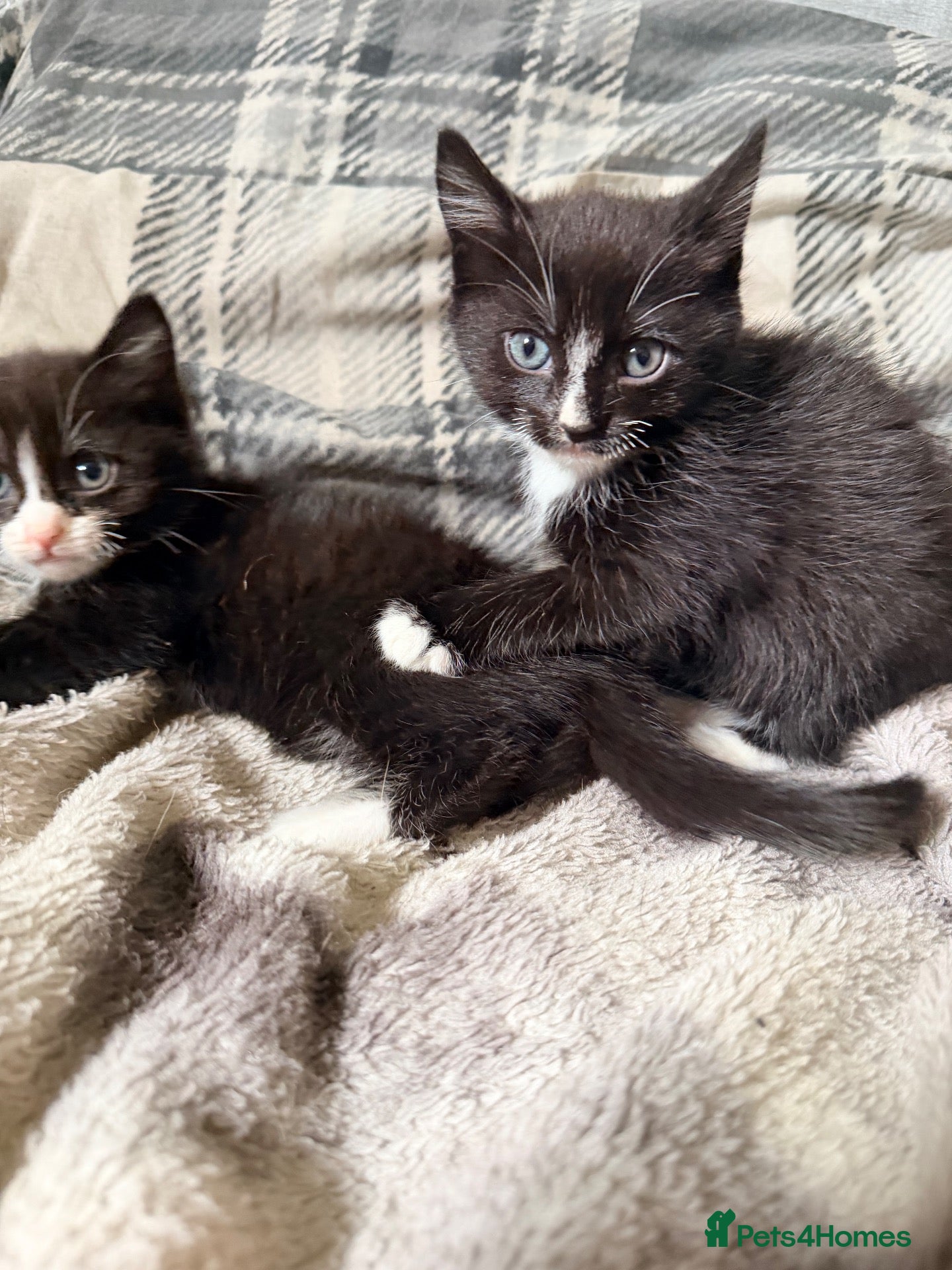 Mixed Breed cats 3 Kittens Looking for there forever home - Advert 3