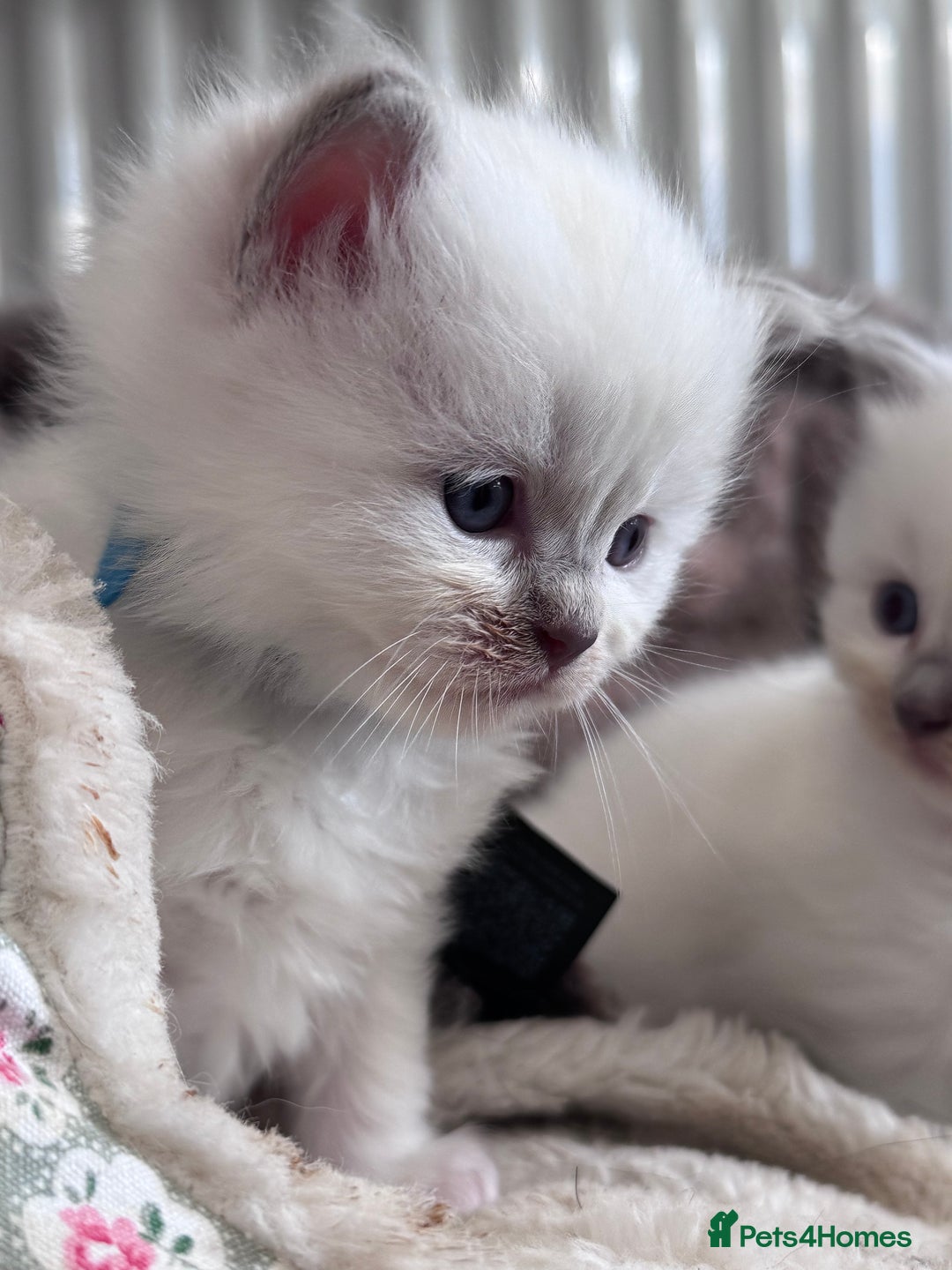 Ragdoll cats for sale: Ragdoll X British Blue beauties - Advert 3