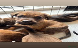 Mixed Breed dogs for sale: Beautiful Puppies For Sale!!! - Image 17