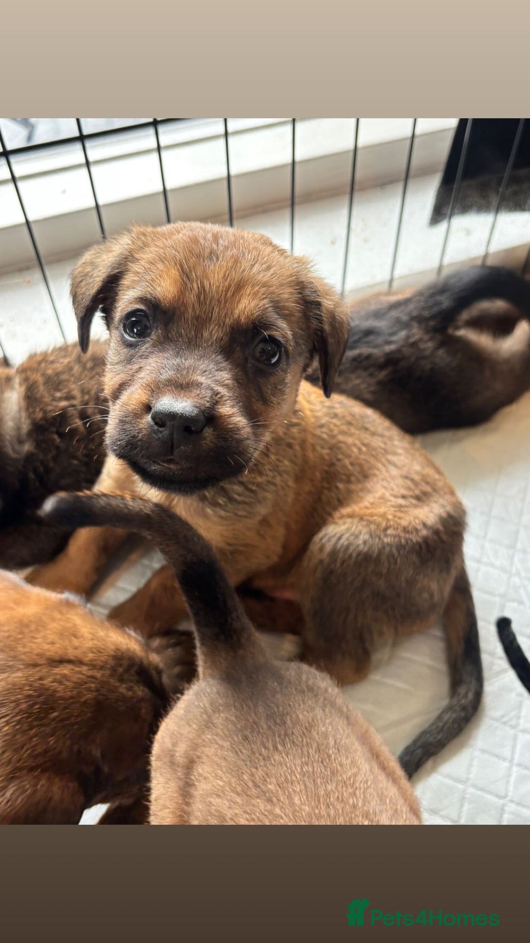 Mixed Breed dogs for sale: Beautiful Puppies For Sale!!! - Image 17