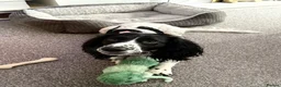 Mixed Breed dogs for sale: Sweetest girl in need of loving home in Hayling Island - Advert 3