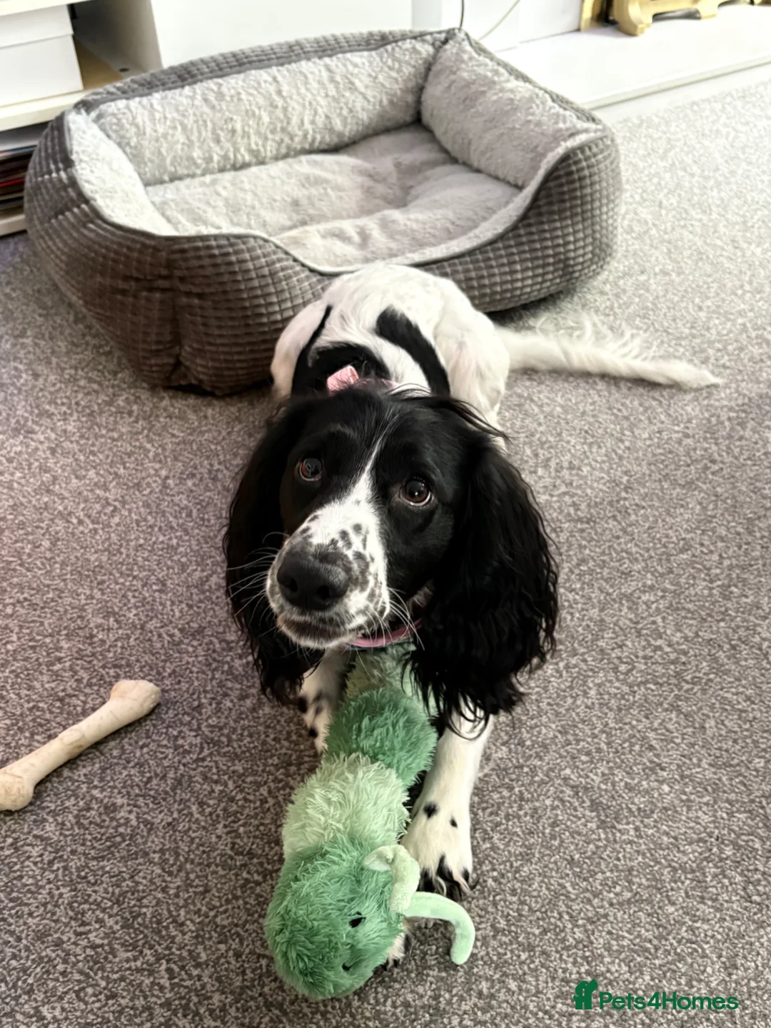Mixed Breed dogs for sale: Sweetest girl in need of loving home in Hayling Island - Advert 3