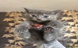 Mixed Breed cats for sale: Last beautiful grey kitten left!! - Image 1