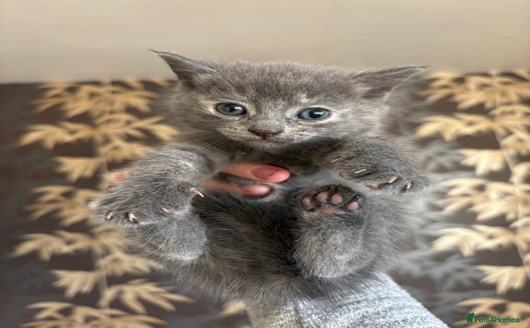 Mixed Breed cats - Advert 14