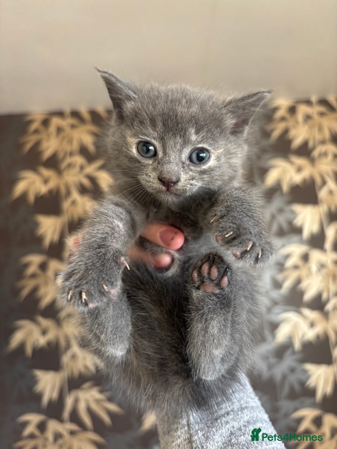 Mixed Breed cats for sale: Last beautiful grey kitten left!! - Image 1