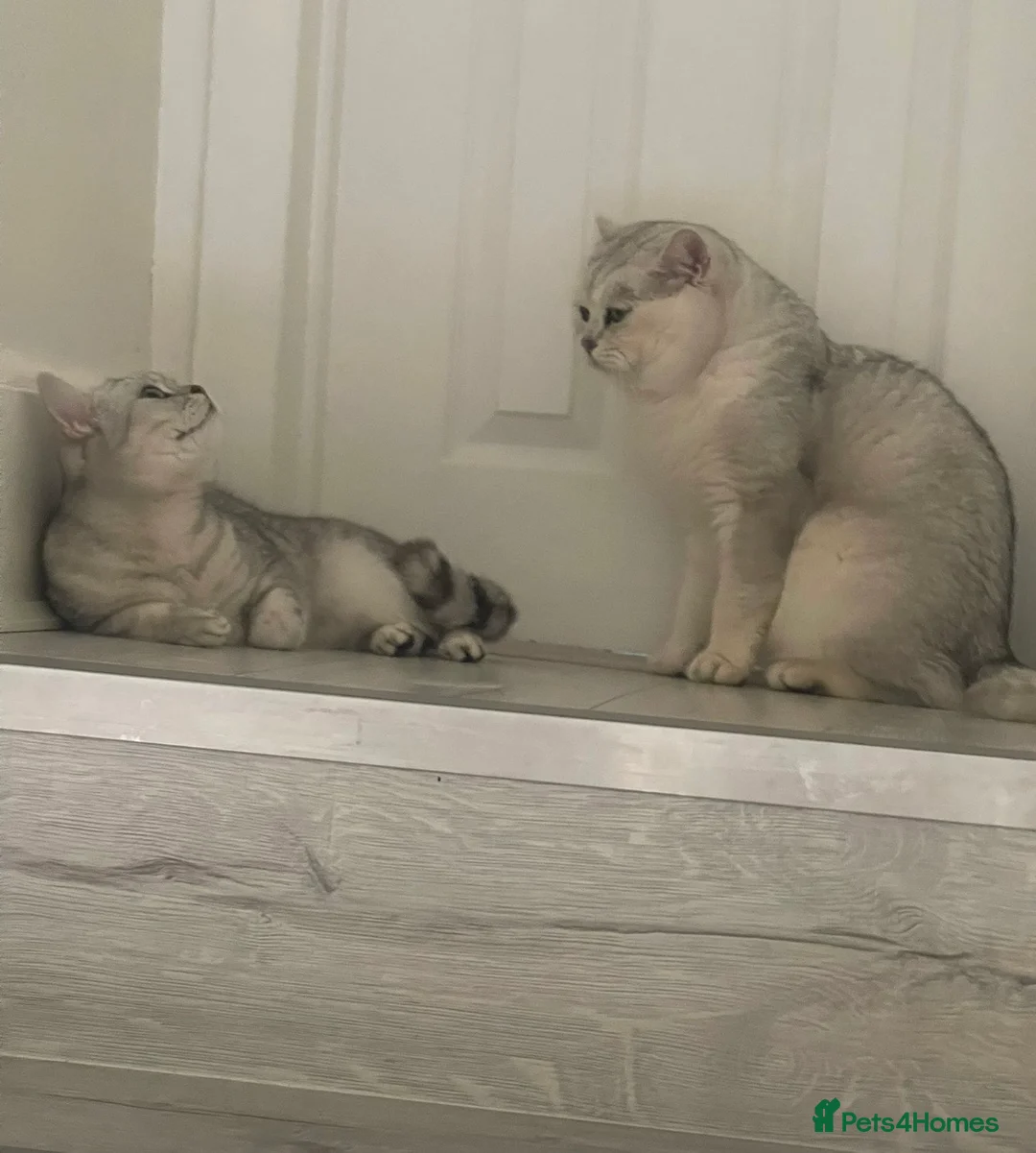 British Shorthair cats for sale: Silver Tipped British Shorthair Kittens - Advert 3
