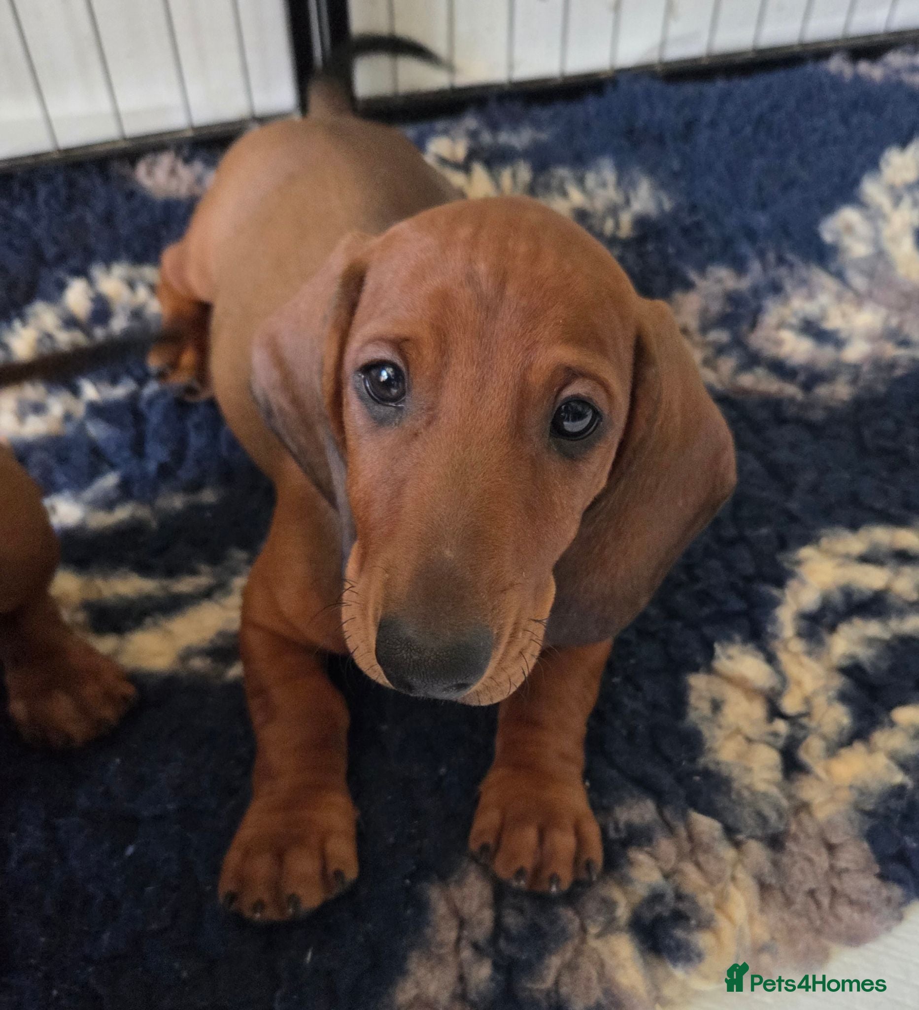 Dachshund dogs  kc registered standard smooths - Advert 17