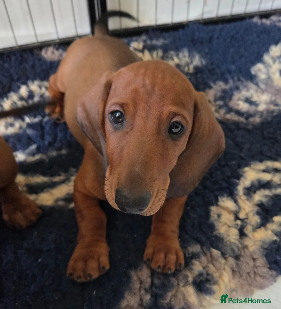 Dachshund dogs for sale:  kc registered standard smooths - Advert 1