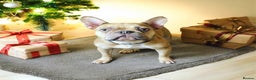 French Bulldog dogs for sale: French bulldog Luna 3 years old  - Advert 1