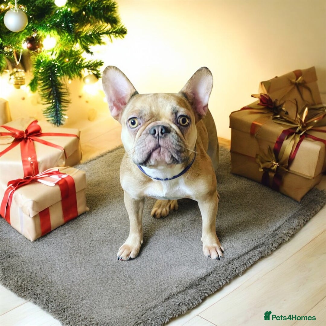 French Bulldog dogs for sale: French bulldog Luna 3 years old  - Advert 1