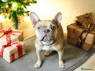 French Bulldog dogs French bulldog Luna 3 years old - Advert 2