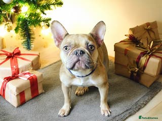 French Bulldog dogs French bulldog Luna 3 years old - Advert 13