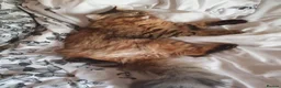 Mixed Breed cats for sale: Norwegian Forest Persian Mix Sweet Male - Advert 3