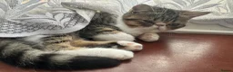 Exotic cats for sale: Lovely Male kitten  - Advert 3