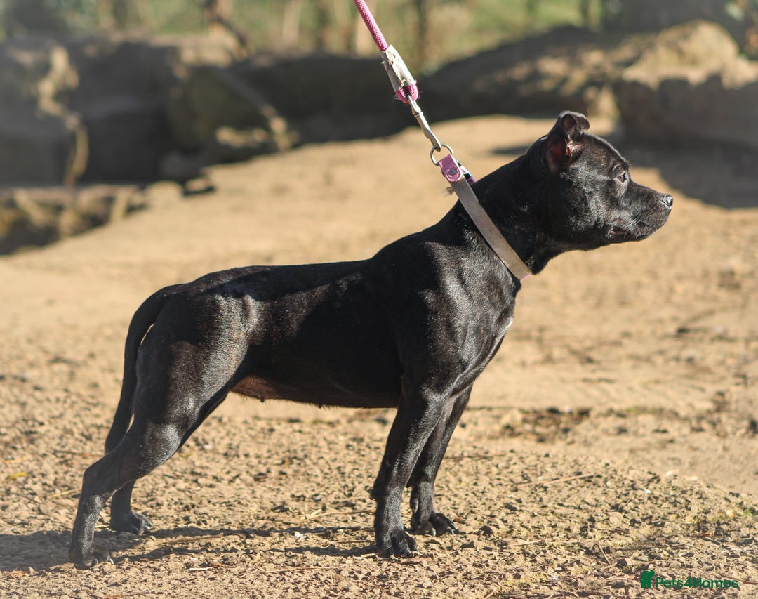 Staffordshire Bull Terrier dogs for sale: Black Adult female  - Image 3
