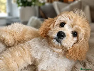 Cavachon dogs ✨️LAST STUNNING H/TESTED CREAM F1 CAVACHON BITCH✨️ - Advert 1