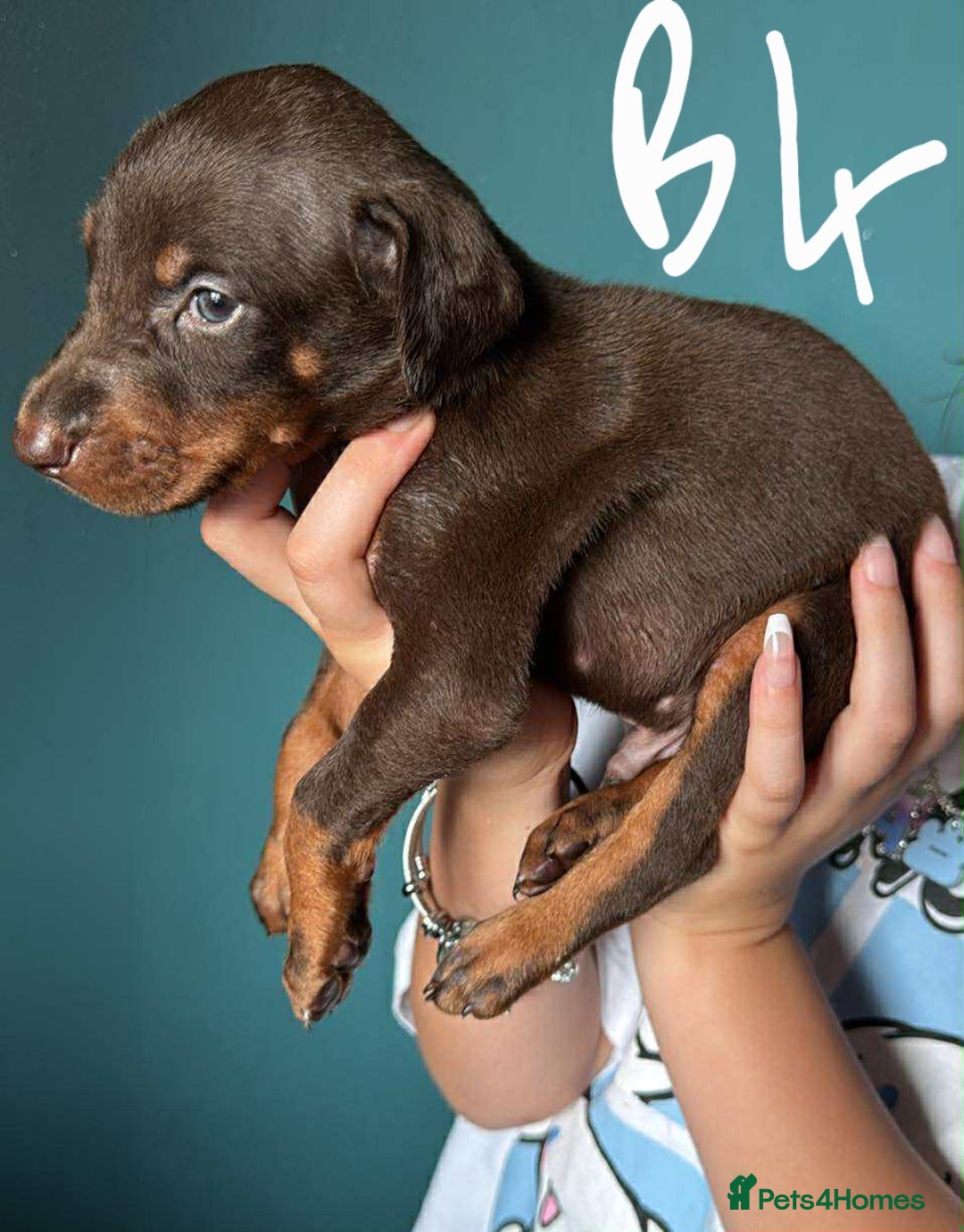 Dobermann dogs for sale: Absolutely geogeous KC registered doberman puppies - Image 5