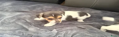 Jack Russell 2
