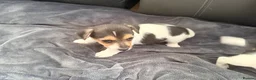 Jack Russell dogs for sale: Super Jack Russell puppies - Advert 3