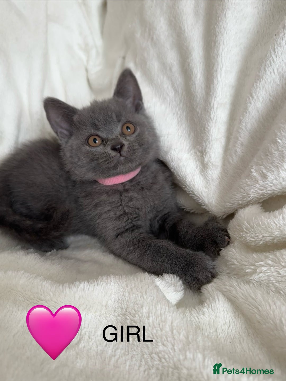 British Shorthair cats for sale: Beautiful British short hair kittens - Image 1