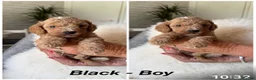 Cavapoo dogs for sale: Beautiful Cavopoo pups - Advert 8