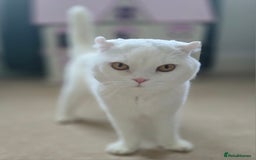 Scottish Fold cats for sale: Beautiful Scottish fold stud available  - Image 2