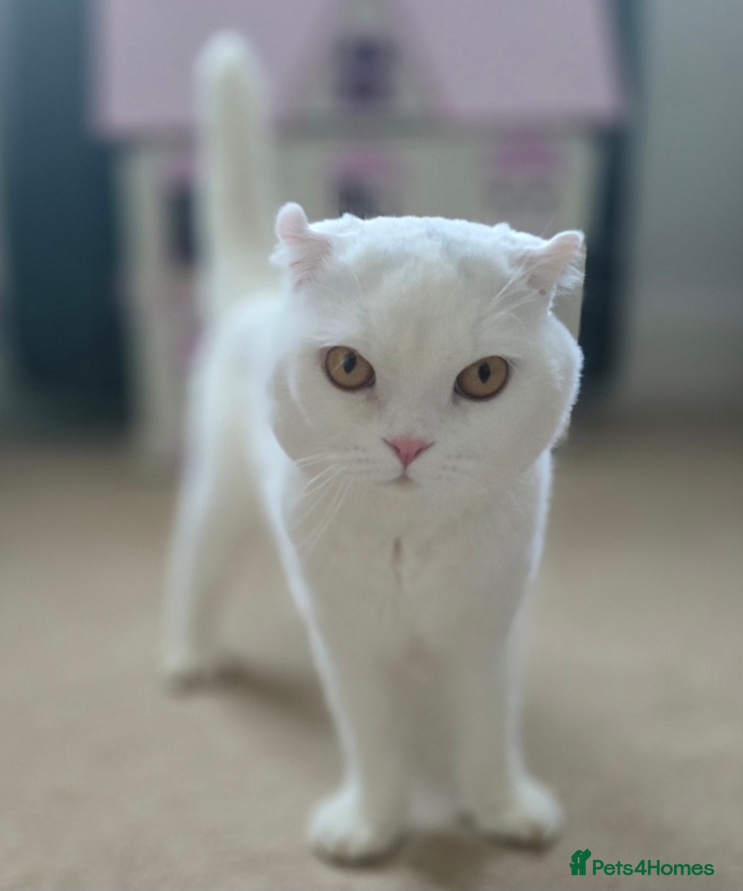 Scottish Fold cats for sale: Beautiful Scottish fold stud available  - Image 2