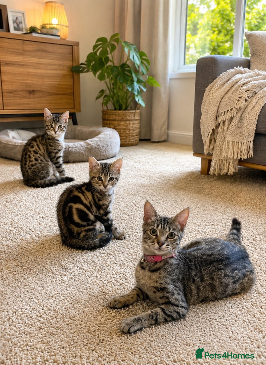 Bengal cats Quarter-Bengal Kitten After Her Forever Home - Advert 17