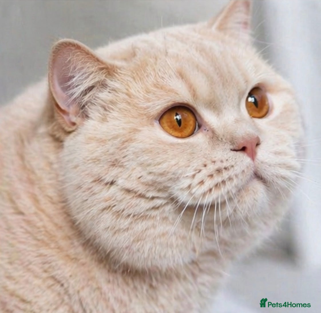 British Shorthair cats Retired Queens  - Advert 10