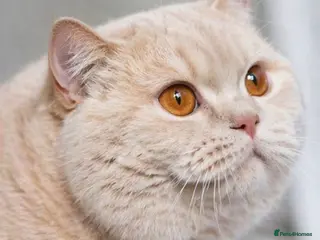 British Shorthair cats Retired Queens - Advert 16