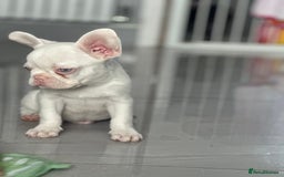 French Bulldog dogs for sale: French bulldog puppies  - Image 14