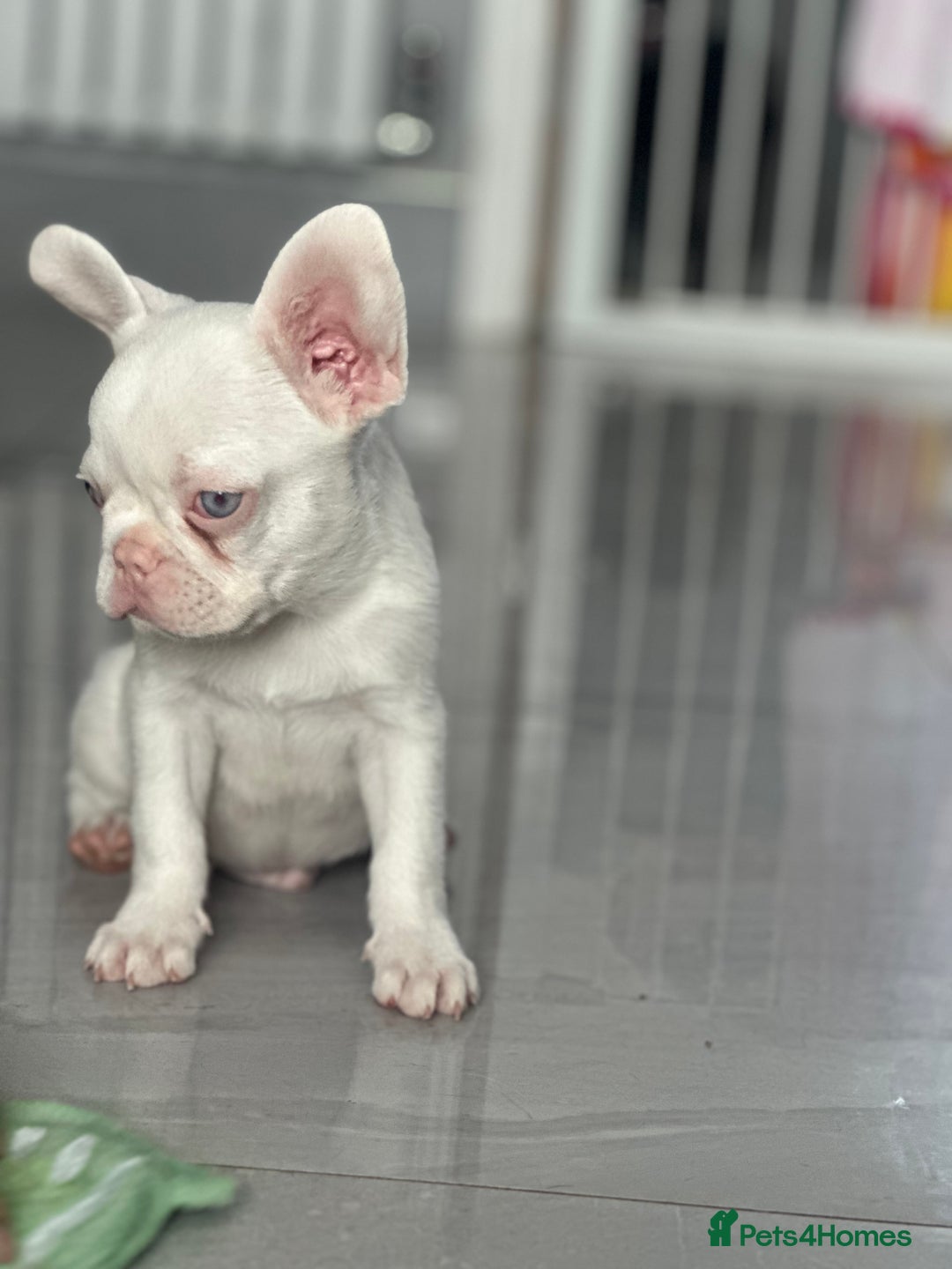 French Bulldog dogs for sale: French bulldog puppies  - Image 14
