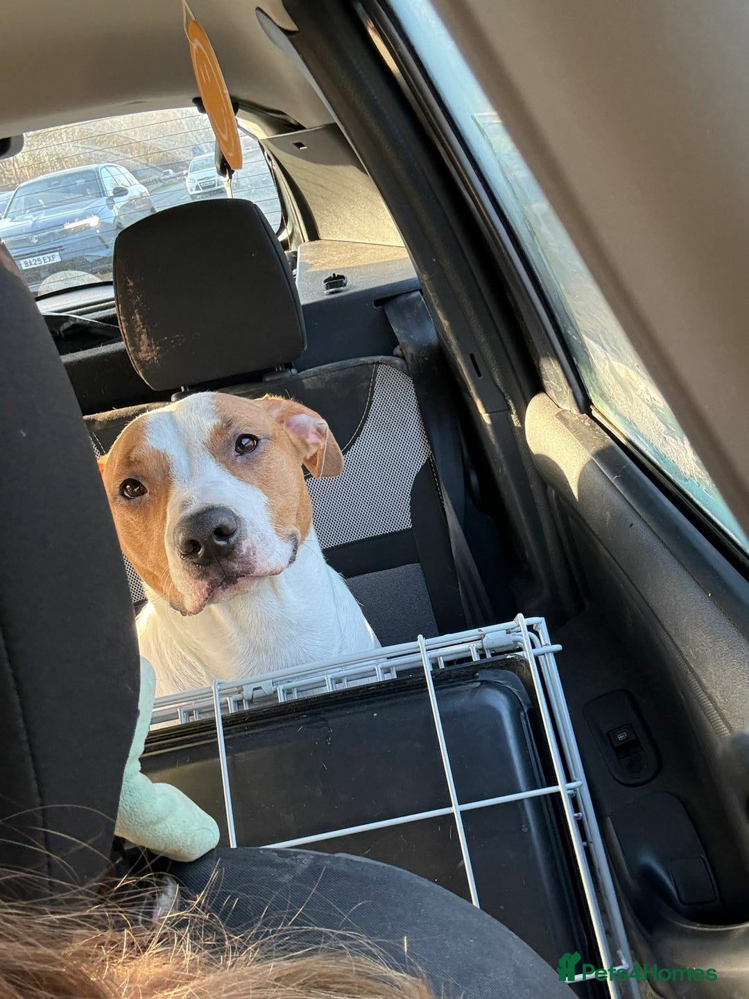 Staffordshire Bull Terrier dogs for sale: Angel and Stitch  - Advert 2