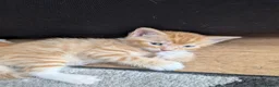 Mixed Breed cats for sale: Beautiful ginger kittens looking for loving homes  - Advert 8