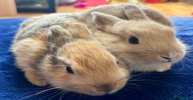 Rex rabbits - Advert 5