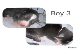 Mixed Breed dogs for sale: Shepsky cross Puppies  - Image 3