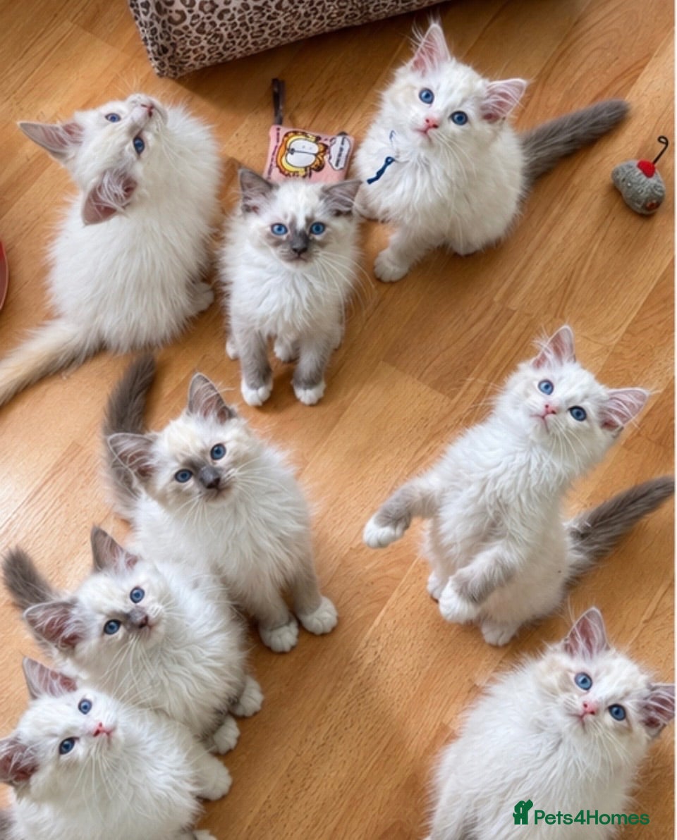 Ragdoll cats Gccf babies  - Advert 1