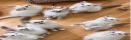 Ragdoll cats for sale: Gccf babies  - Advert 1