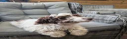 Cockapoo dogs for sale: Cockapoo puppys - Advert 4