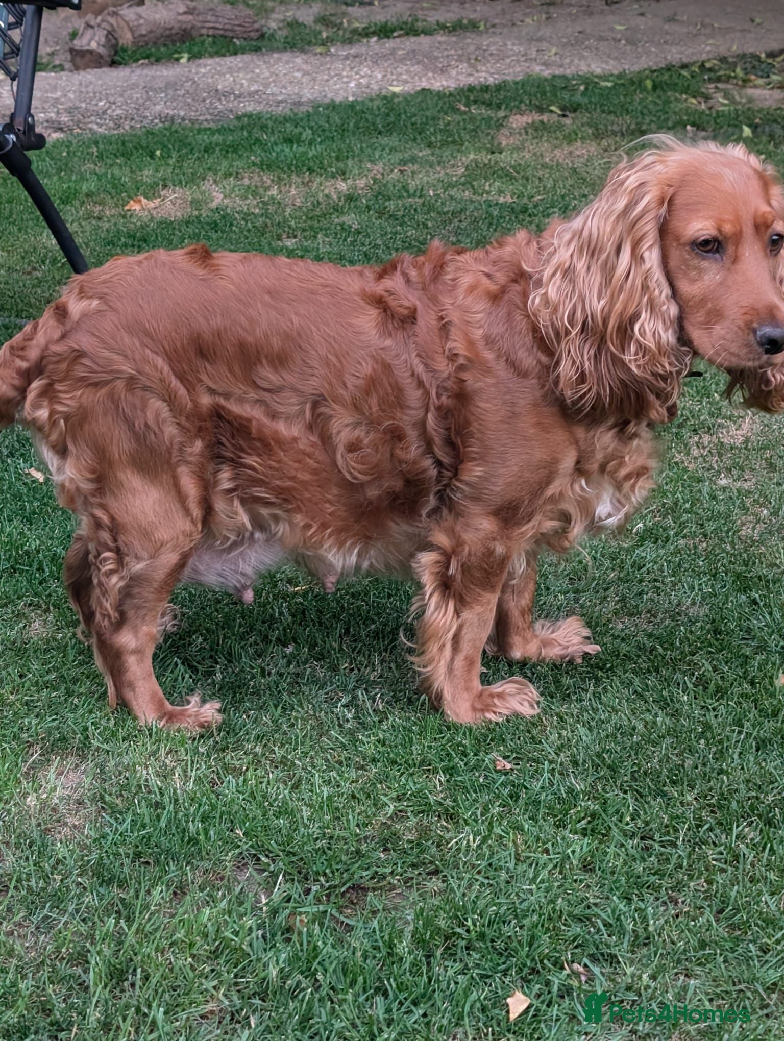 Cocker Spaniel dogs Show Cocker Spaniels - Golden, Red and Sable - Advert 6