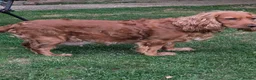 Cocker Spaniel dogs for sale: Show Cocker Spaniels - Golden/Red and Sable - Advert 5