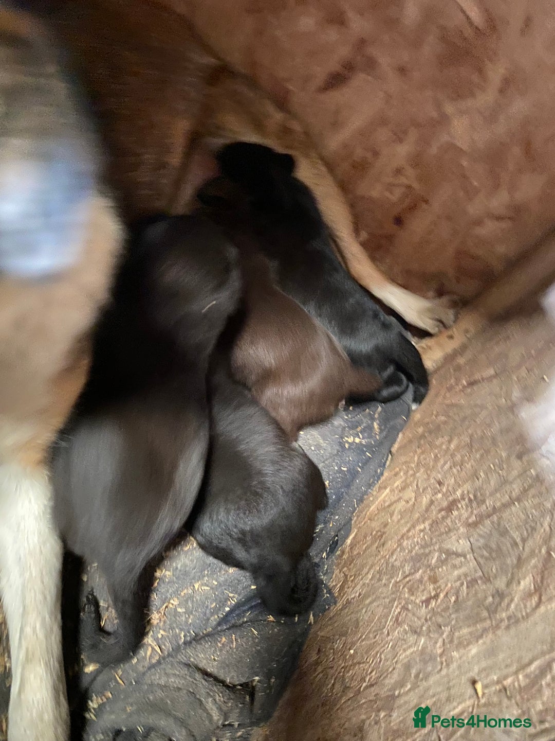 Mixed Breed dogs for sale: Welsh collie x red fox Labrador - Image 3