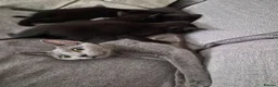 Burmese cats for sale: Burmese x - Advert 9