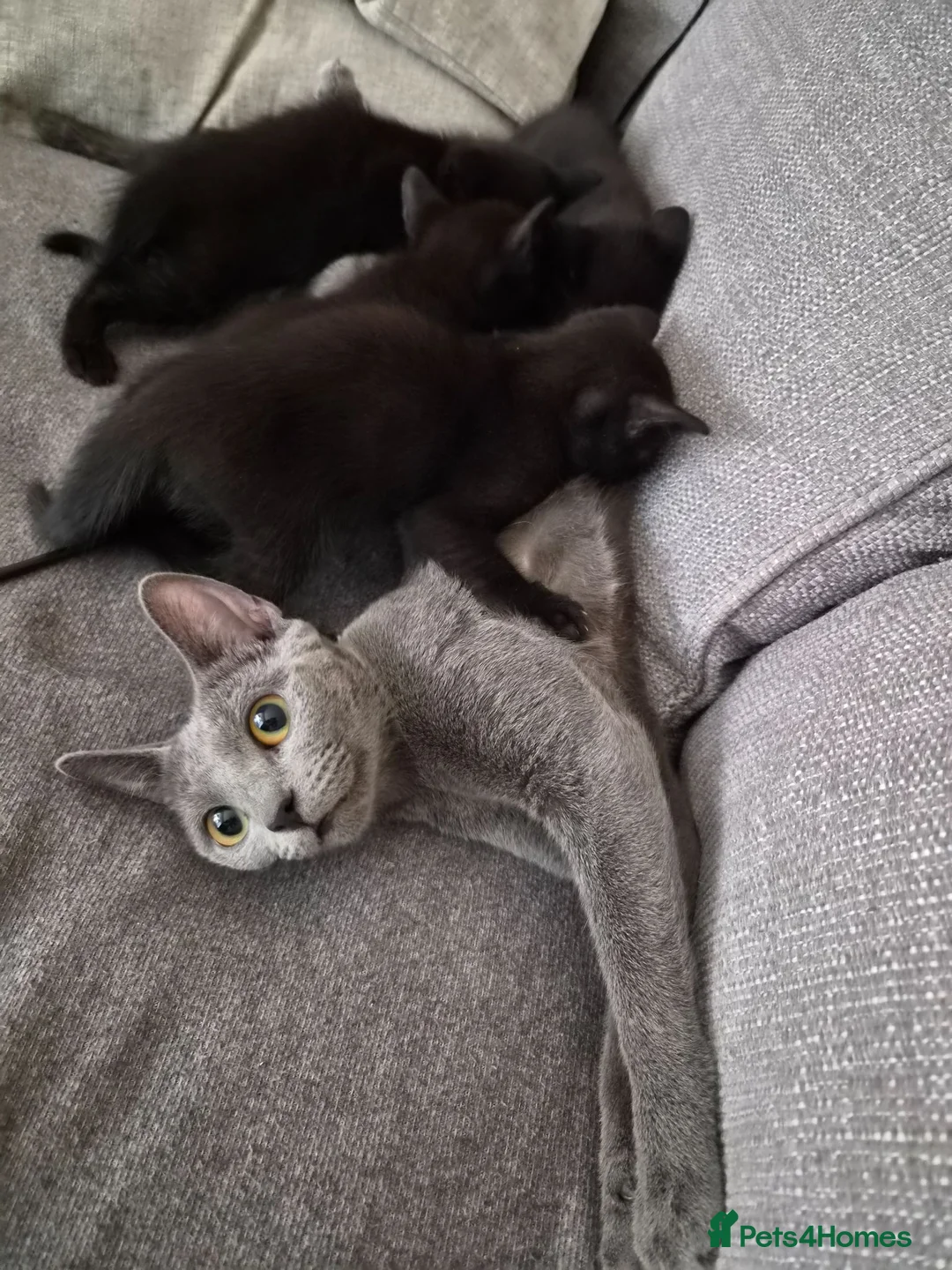 Burmese cats for sale: Burmese x - Advert 9