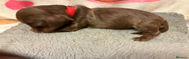 Miniature Dachshund 2