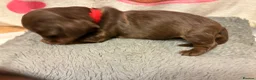 Miniature Dachshund dogs for sale: Longhaired Minature Dachshund - Advert 3