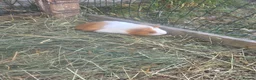 Guinea Pig rodents for sale: Male Guinea pigs - Advert 3