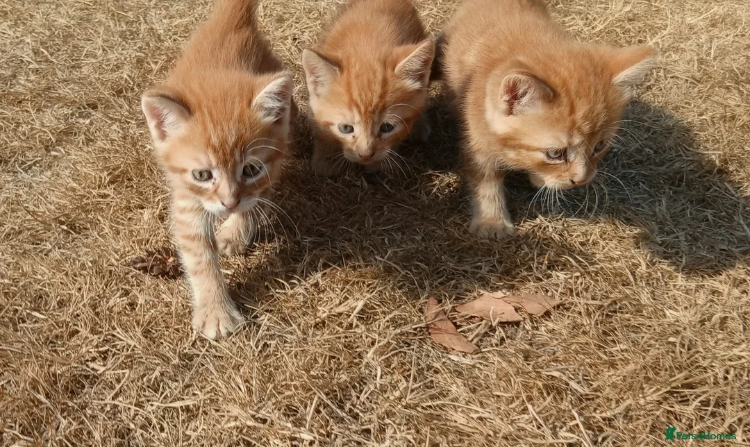 Mixed Breed cats for sale: 6 adorable tortoise shell kittens - Advert 2