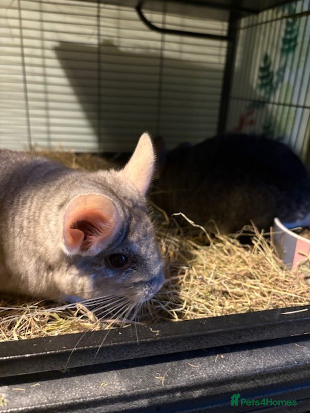 Chinchilla rodents for sale: 2 bonded male chinchillas - Image 16