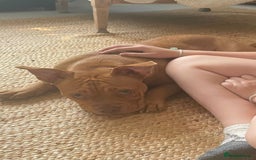Mixed Breed dogs for sale: Pocket bully - Image 6